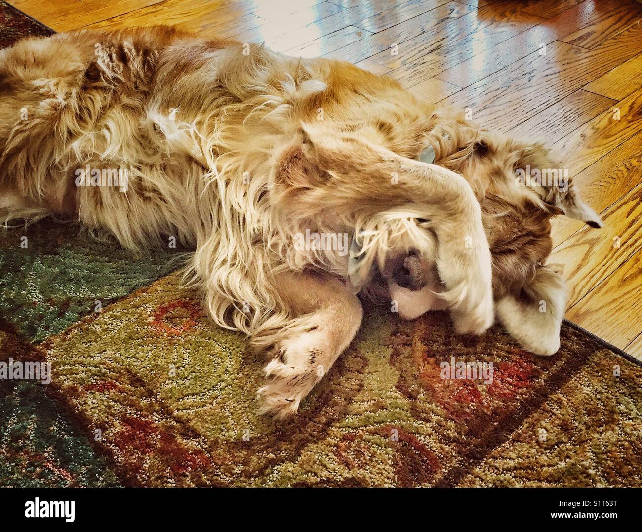Golden retriever dog covering eyes with paw while laying on floor Stock Photo