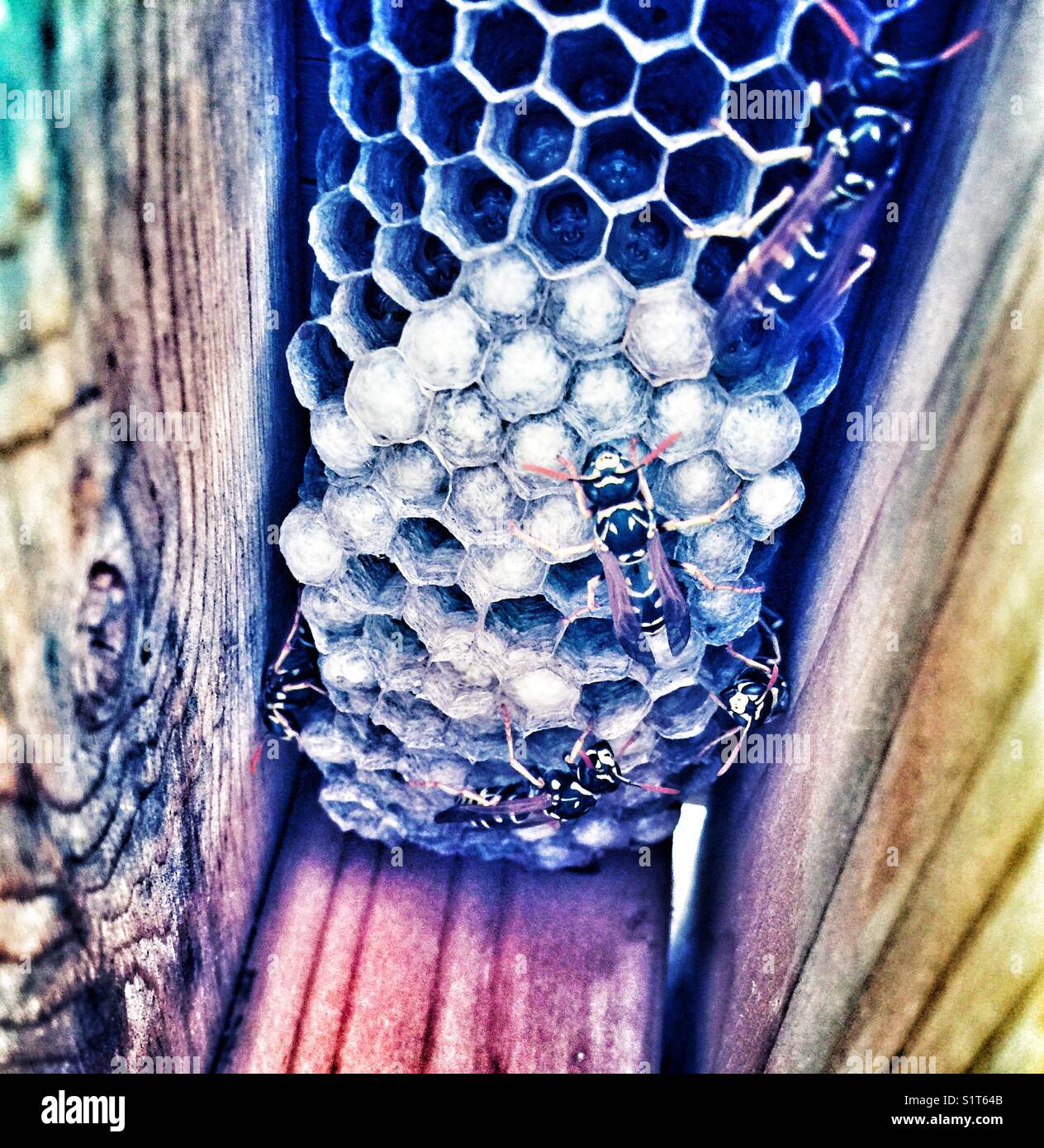 Paper wasps with their nest located on the underside of a wooden table in Ontario, Canada - Smartphone Captured Stock Image