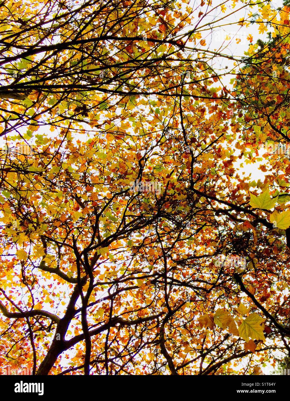 Silhouetted maple tree with colorful fall foliage against an autumn sky - Smartphone Captured Stock Image