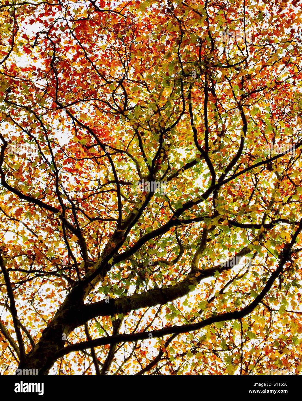 Silhouetted maple tree with colorful fall foliage against an autumn sky - Smartphone Captured Stock Image