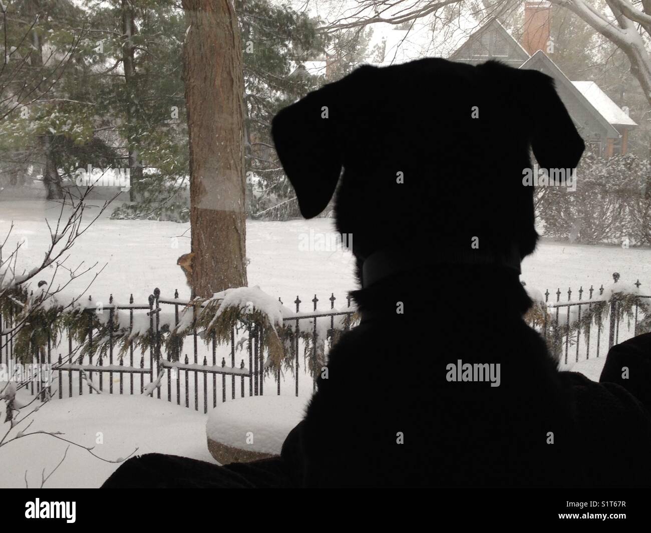 Dog is taunted by a squirrel outside the window - Smartphone Captured Stock Image