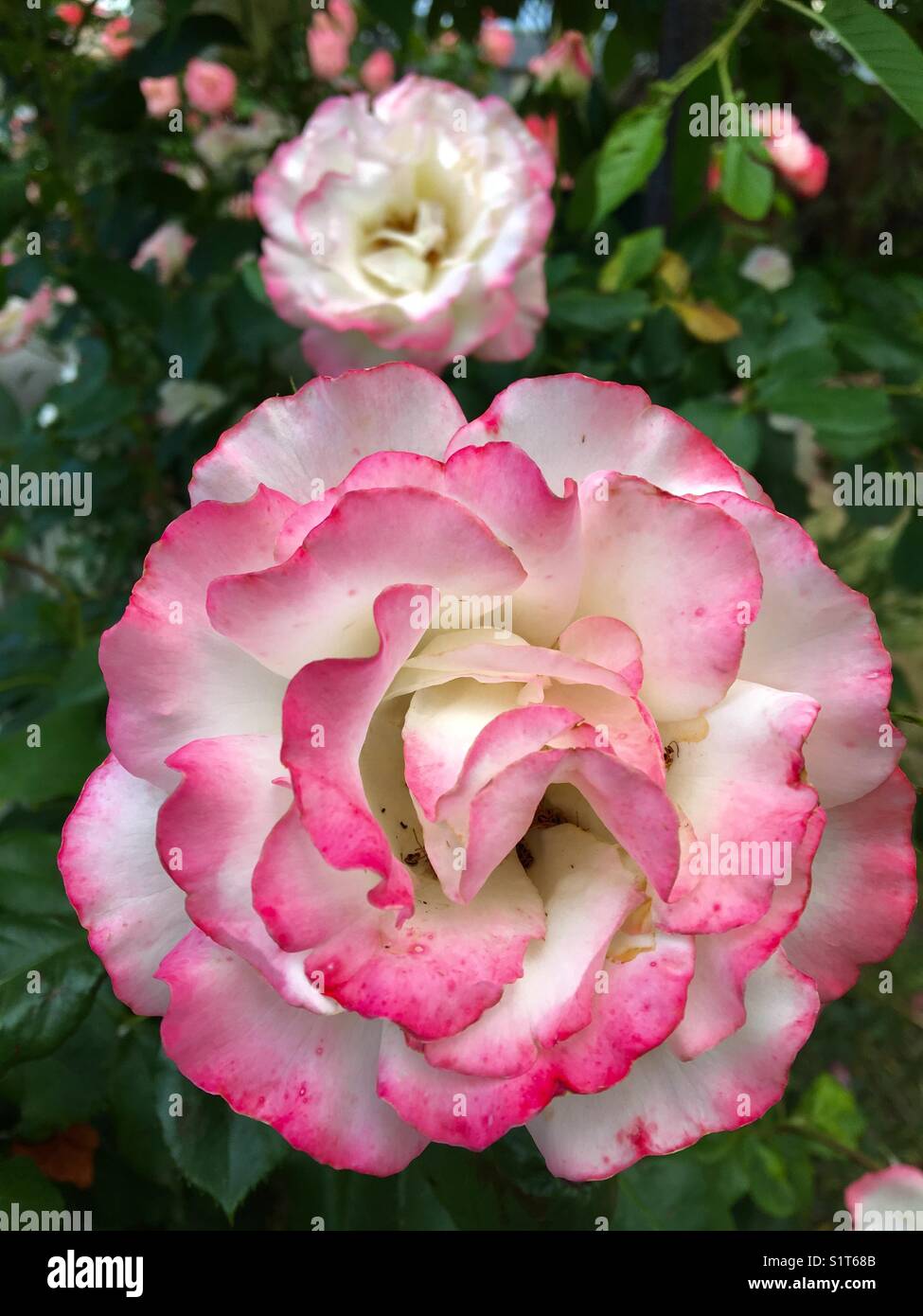 Roses - Smartphone Captured Stock Image