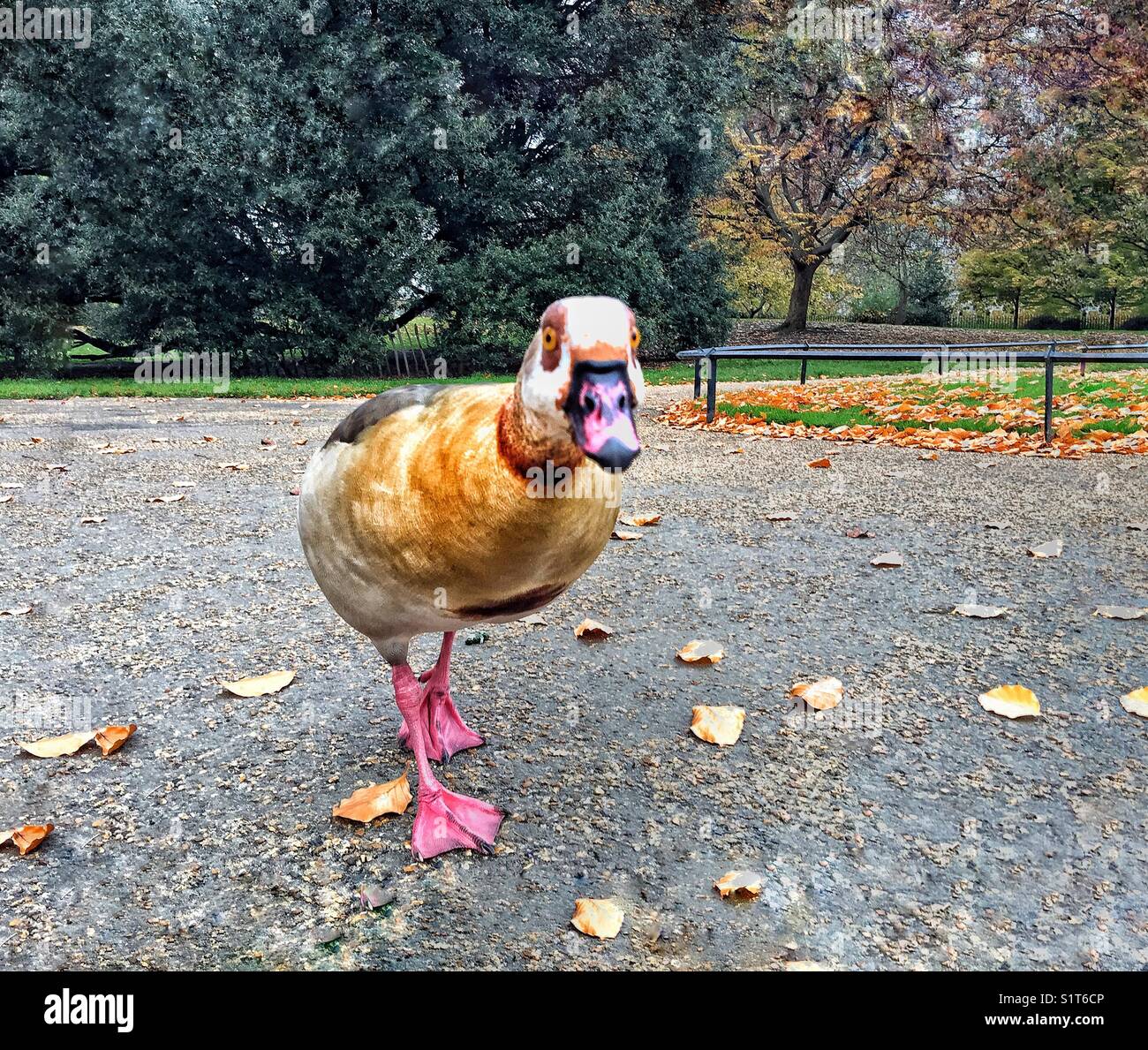 A bird in Hyde Park, London. - Smartphone Captured Stock Image