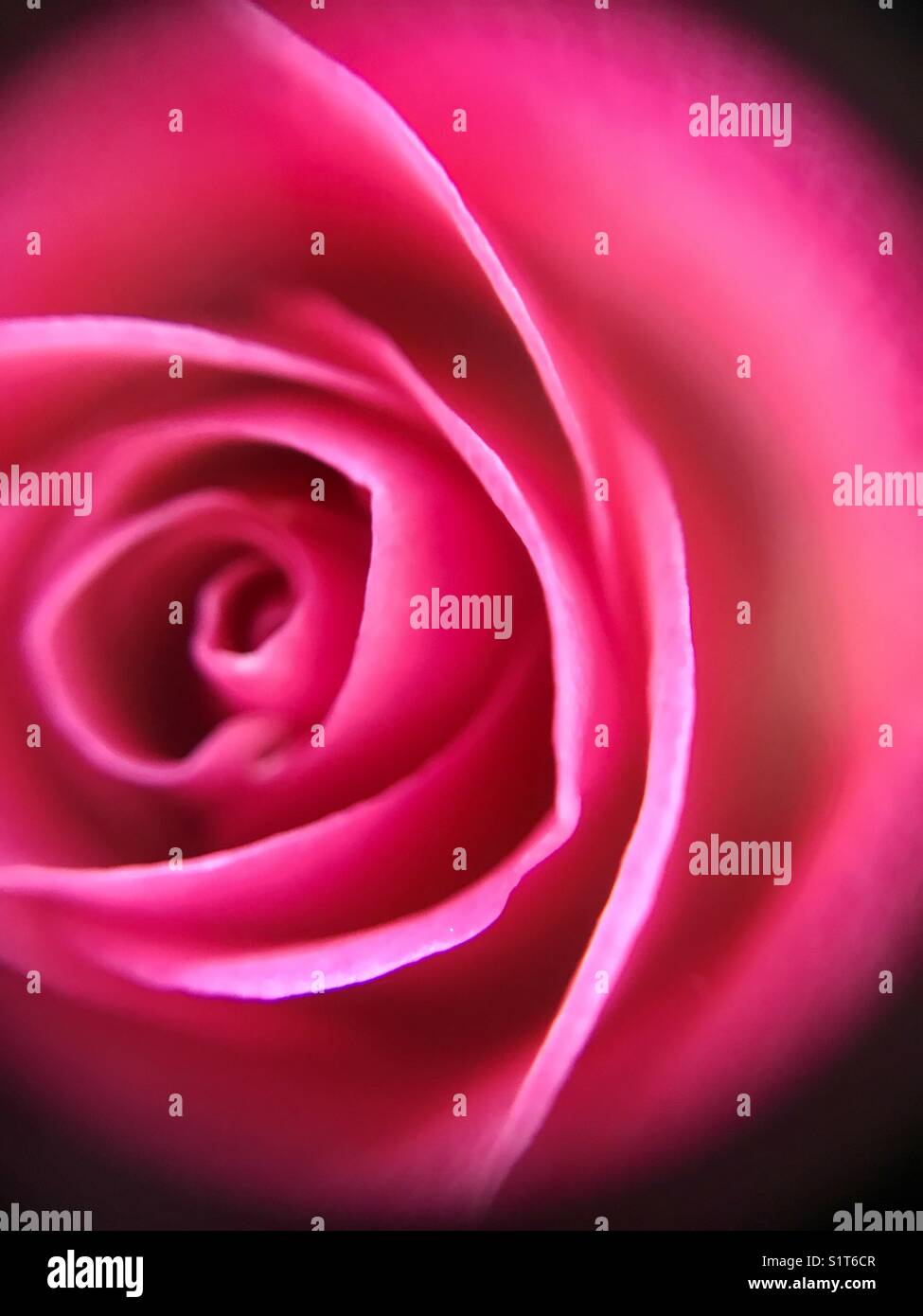 Hot Pink Rose Close Up Stock Photo Alamy