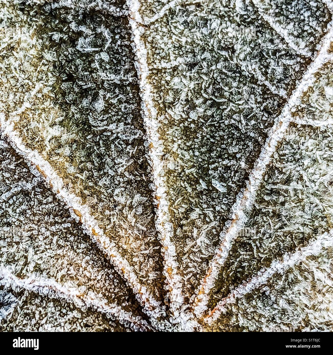 Closeup of frozen, frost covered maple leaf - Smartphone Captured Stock Image
