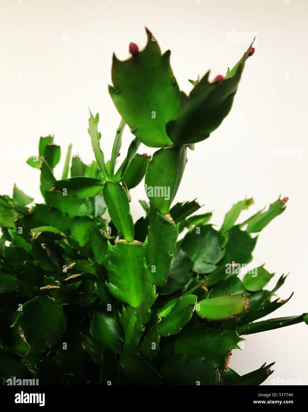 The Office Christmas cactus getting ready to bloom Stock Photo