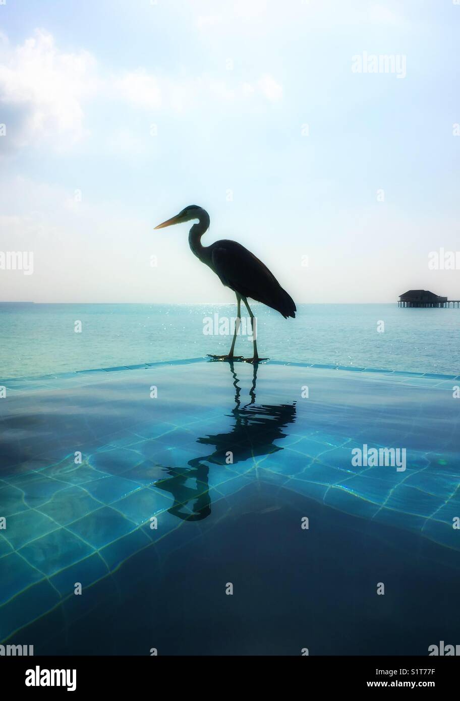 A heron standing in the side of an infinity jacuzzi, Maldives Stock Photo