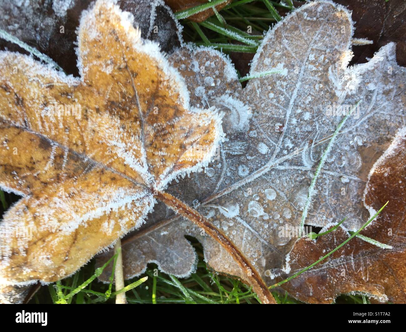 Leaves and grass covered with frost hi-res stock photography and images ...