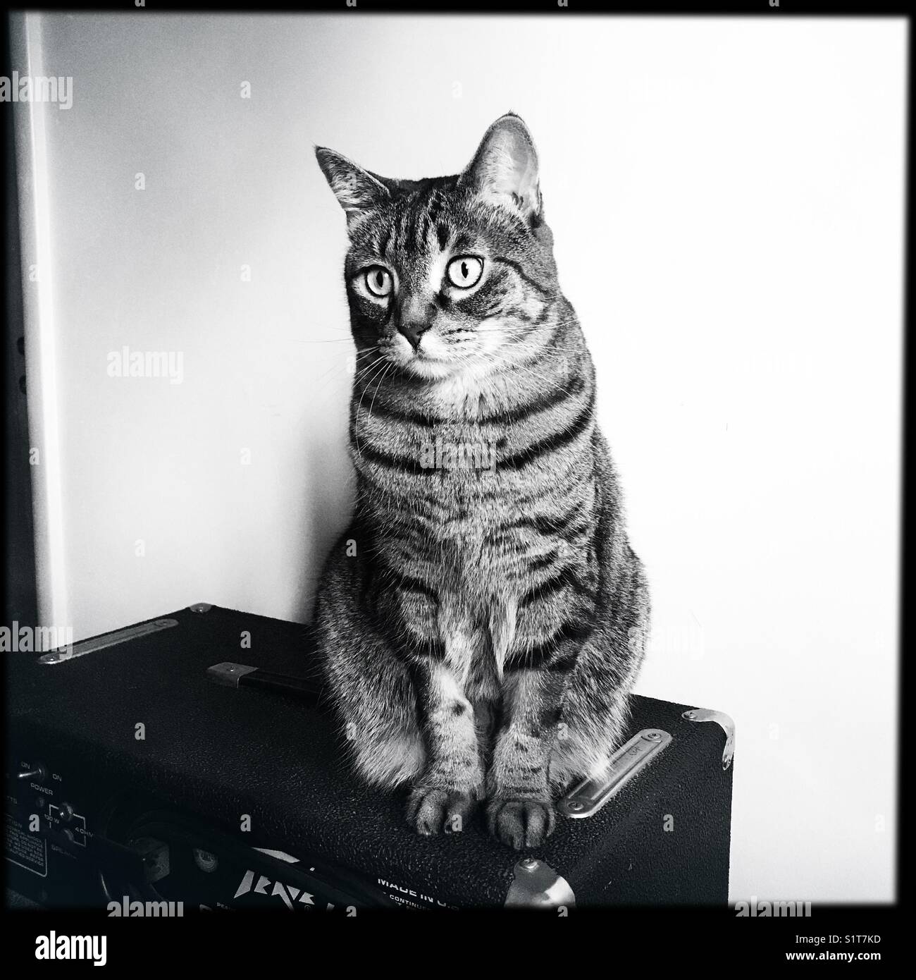 Amplified tabby cat Stock Photo