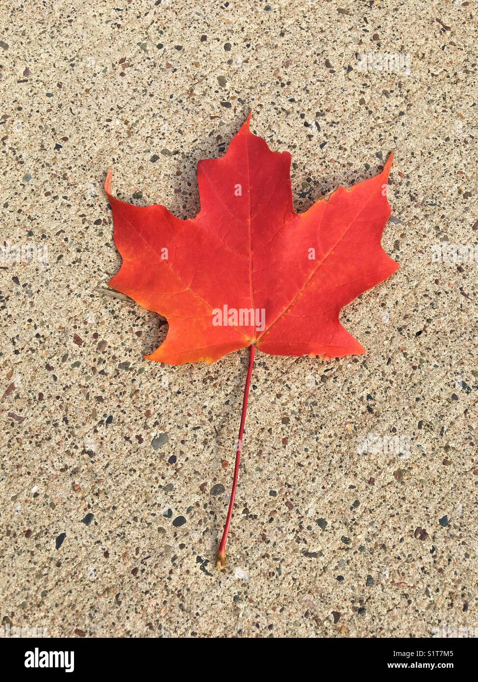 Maple leaf on the ground - Smartphone Captured Stock Image