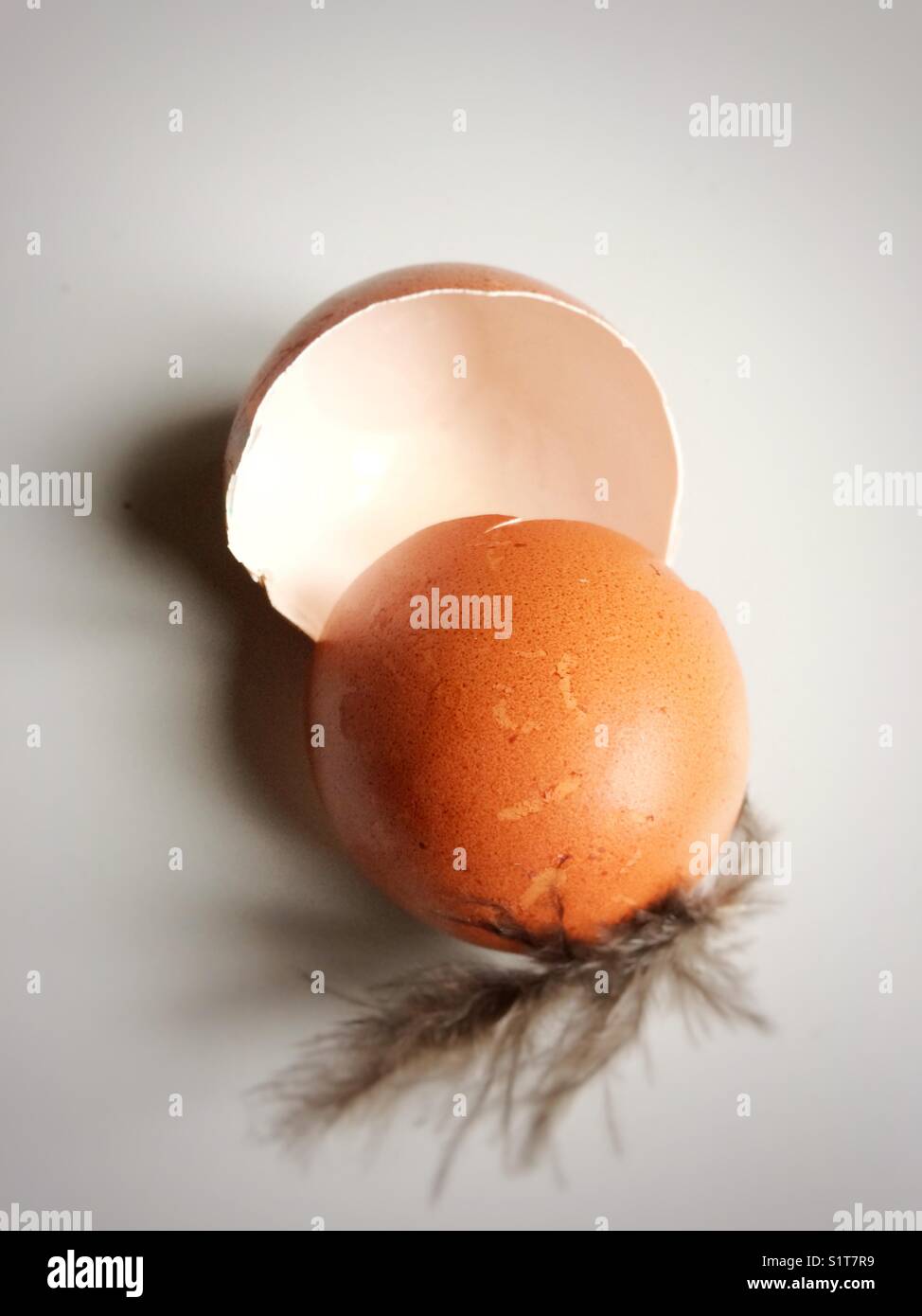Hen's egg cracked open with a feather attached to it. - Smartphone Captured Stock Image