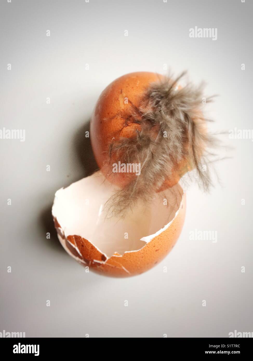 Hen's egg cracked open with a feather attached to it. - Smartphone Captured Stock Image