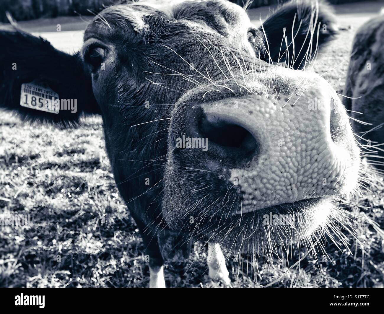 Close up dairy cow hi-res stock photography and images - Alamy