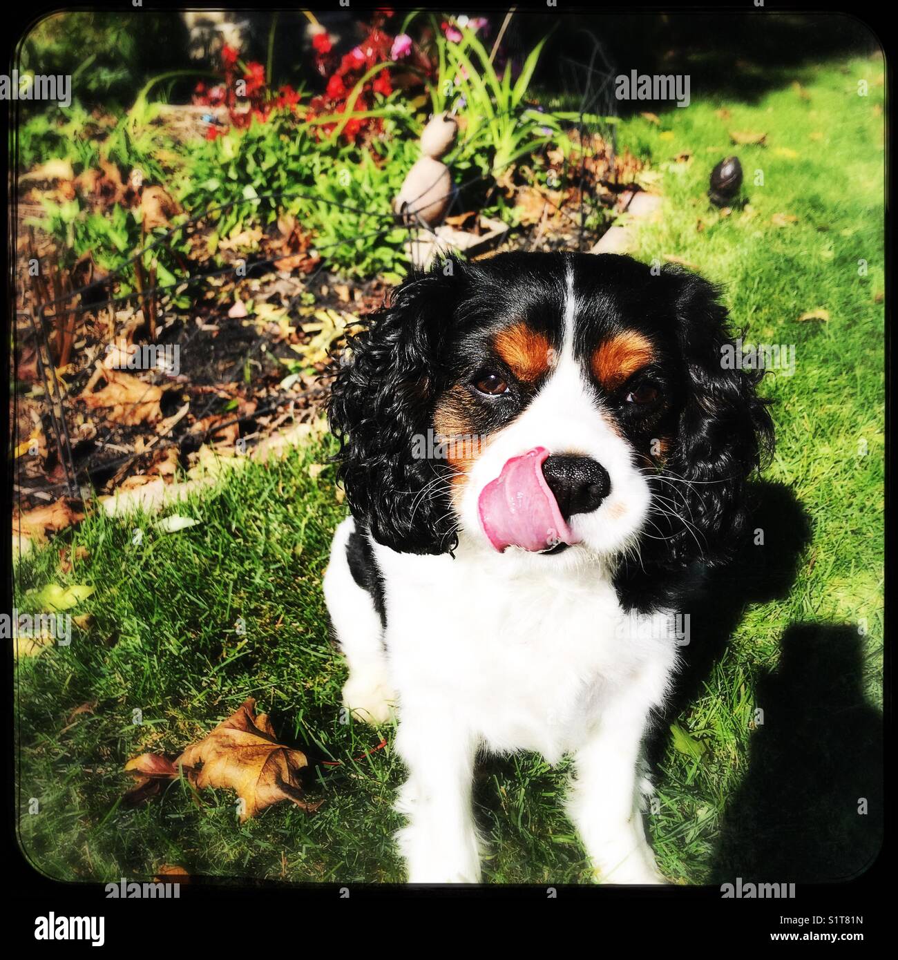 King Charles Spaniel with his tongue out - Smartphone Captured Stock Image