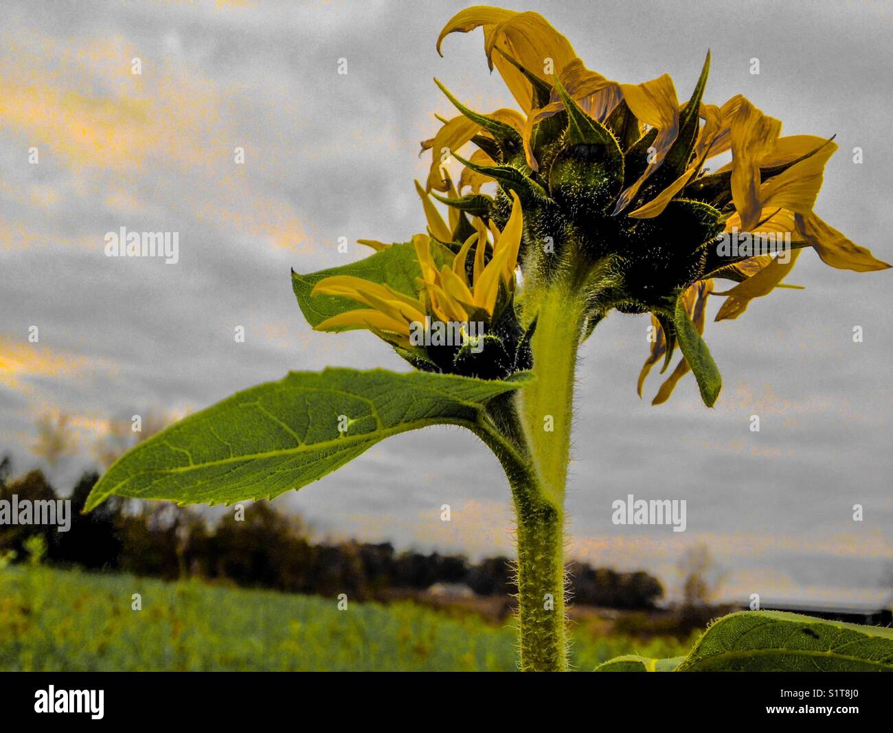 Frost bitten sunflower - Smartphone Captured Stock Image