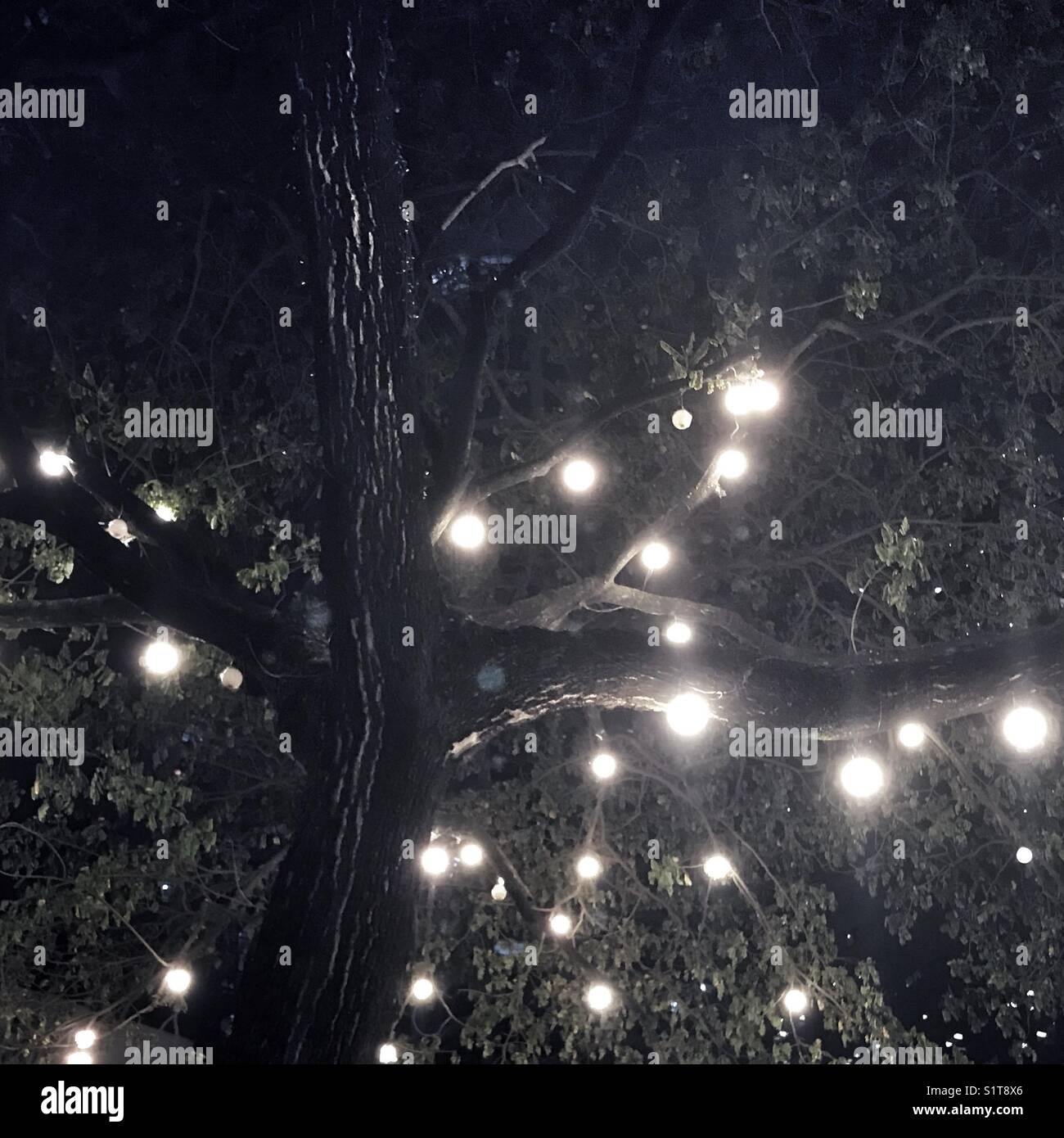 Lights on a Tree Stock Photo Alamy