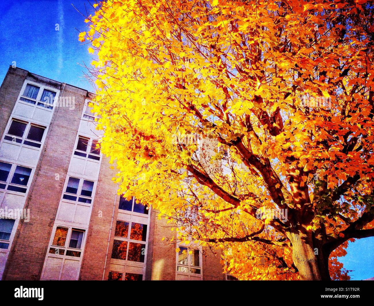 A tree with golden autumn leaves in front of an apartment building. - Smartphone Captured Stock Image