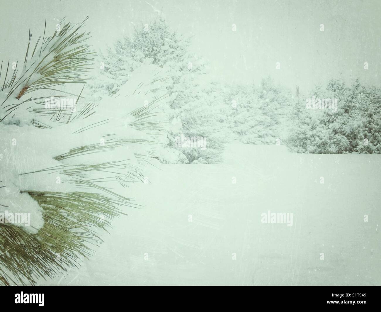 Snowy scene with snow covered pine needles in foreground and snow covered ground, cedar trees and other evergreen trees in background Stock Photo