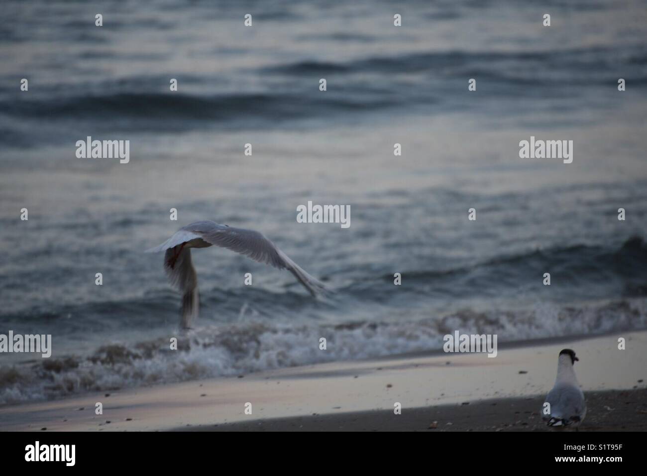 Gaviota en la orilla Stock Photo