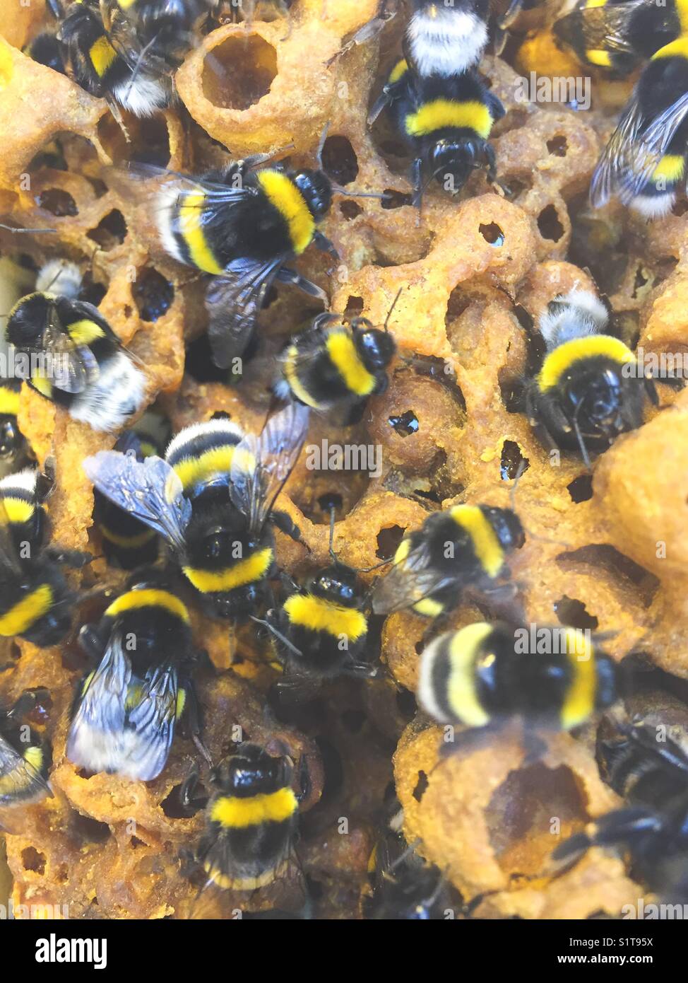 Pollinating bees in bee hive close up - Smartphone Captured Stock Image