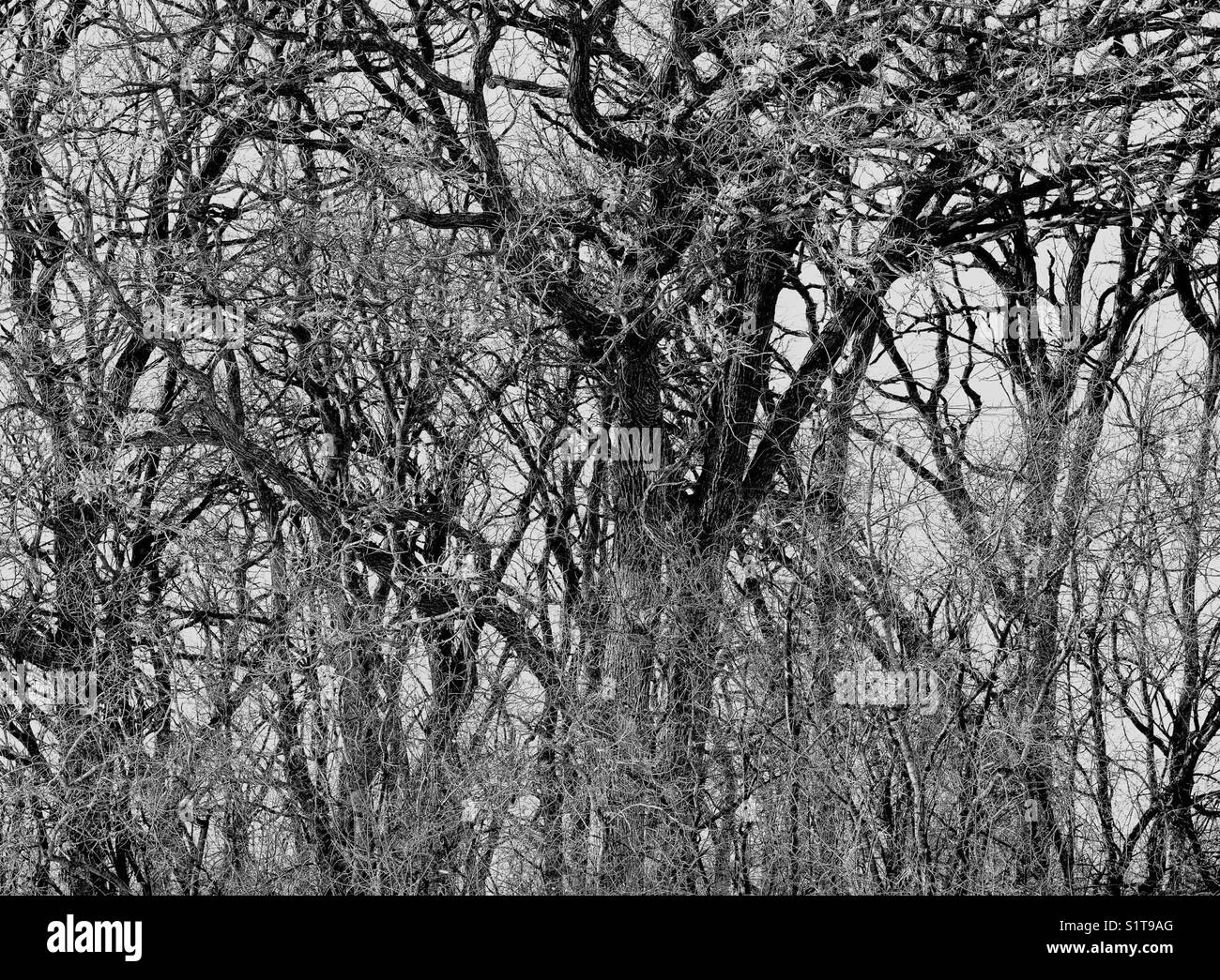 frosty-winter-trees-stock-photo-alamy