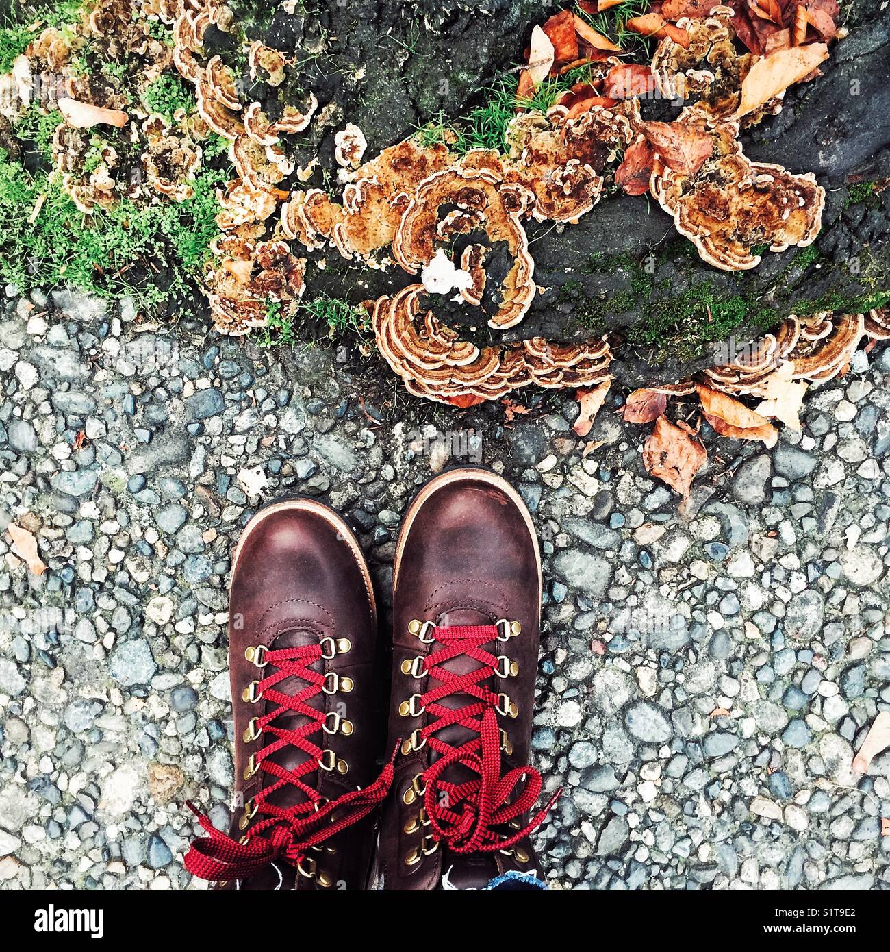 Fungi growing at the roots of a tree and hiking boots with red laces in front of it - signs of autumn Stock Photo