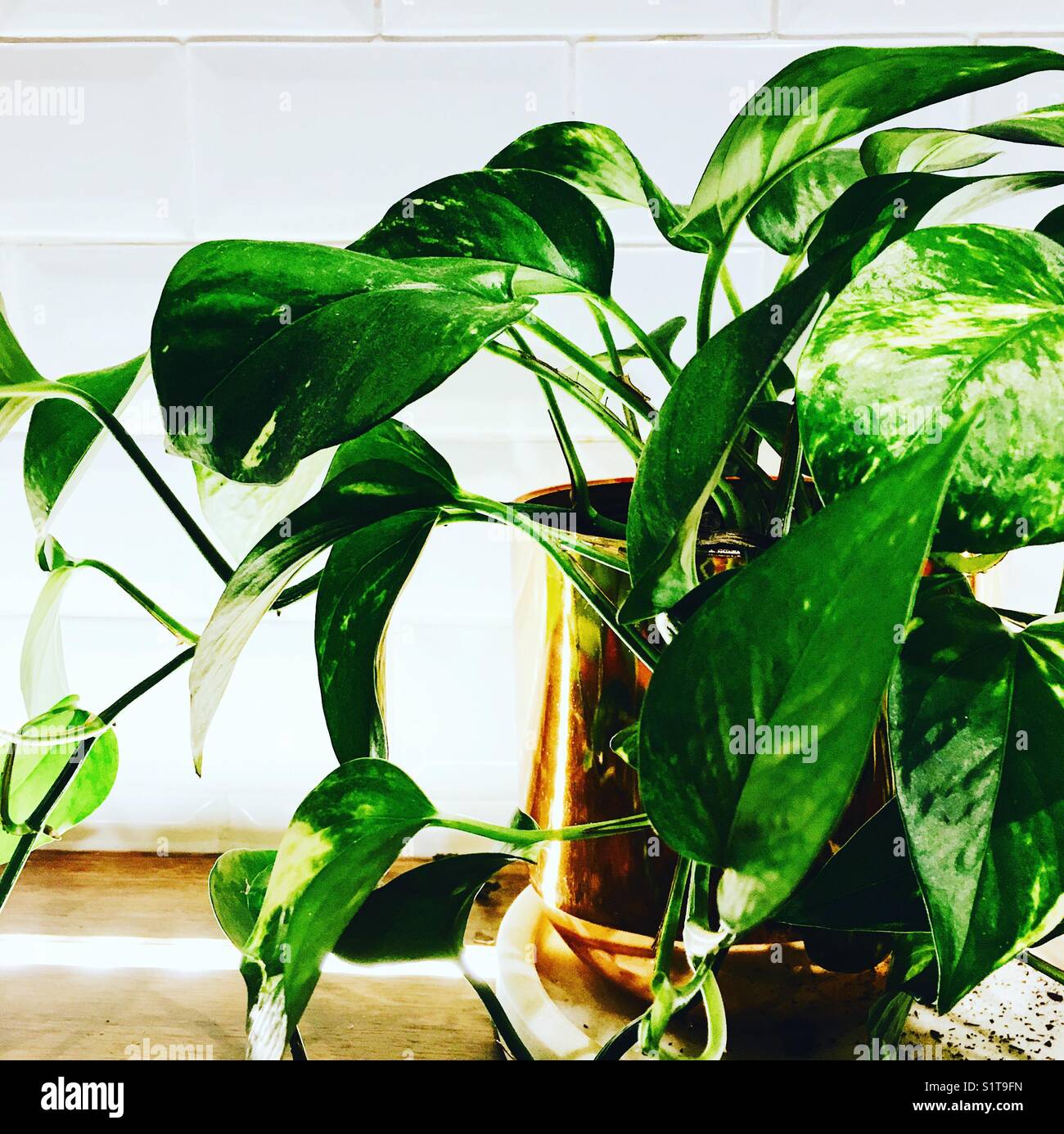 Heartleaf Philodendron Stock Photo Alamy