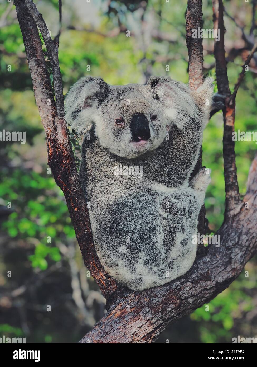 Koala in nature hi-res stock photography and images - Alamy