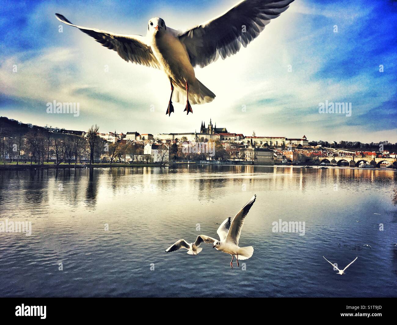 Prague Castle view with Black-headed gulls flying over Vltava river - Smartphone Captured Stock Image