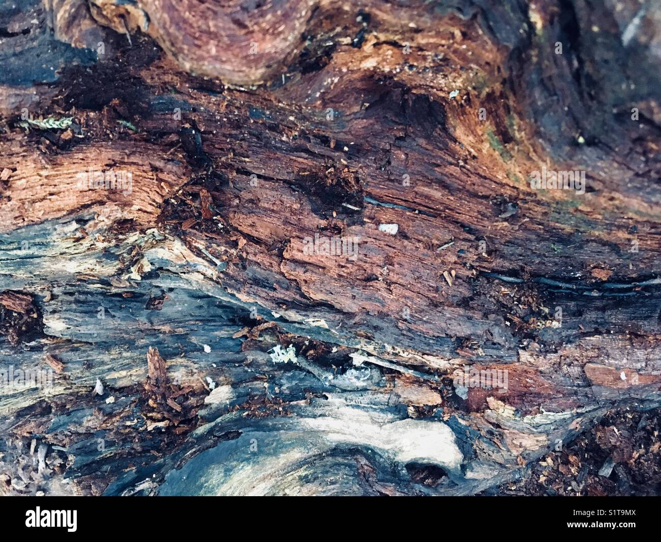 Detail of rotten wood Stock Photo Alamy