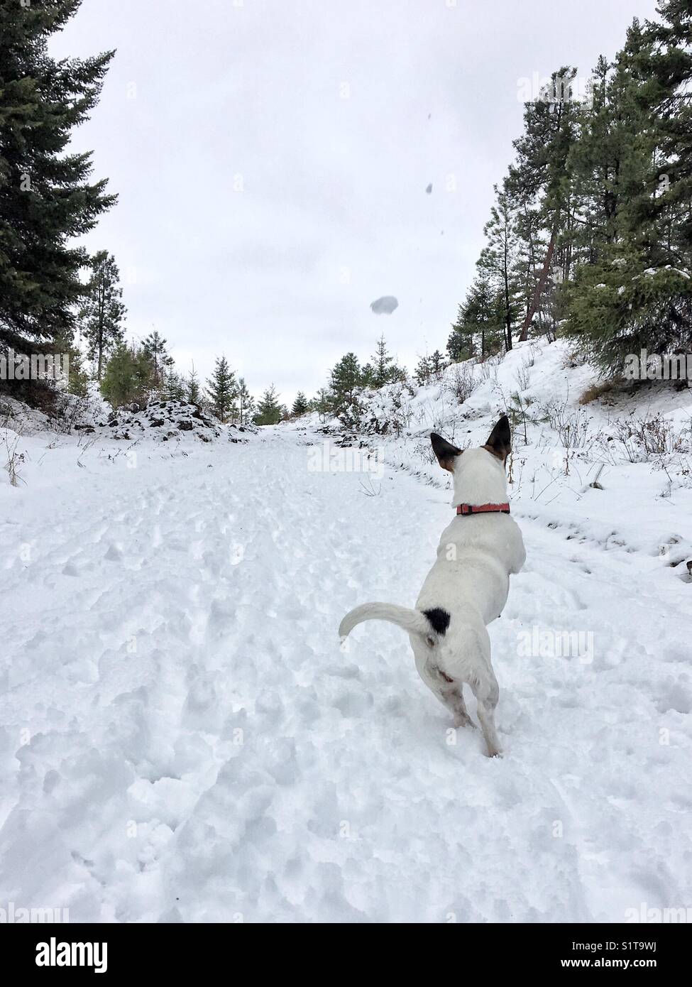 Snowball trail hires stock photography and images Alamy