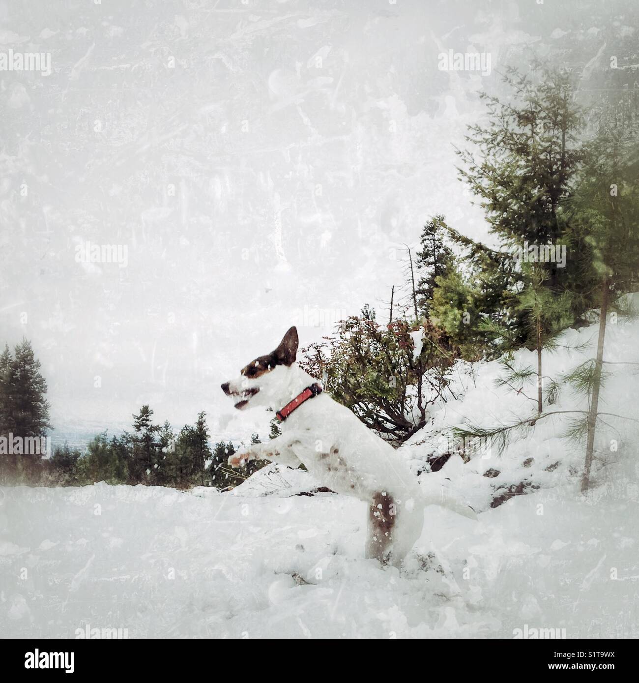 Dog playfully pouncing at a snow ball on a cool winter day. - Smartphone Captured Stock Image