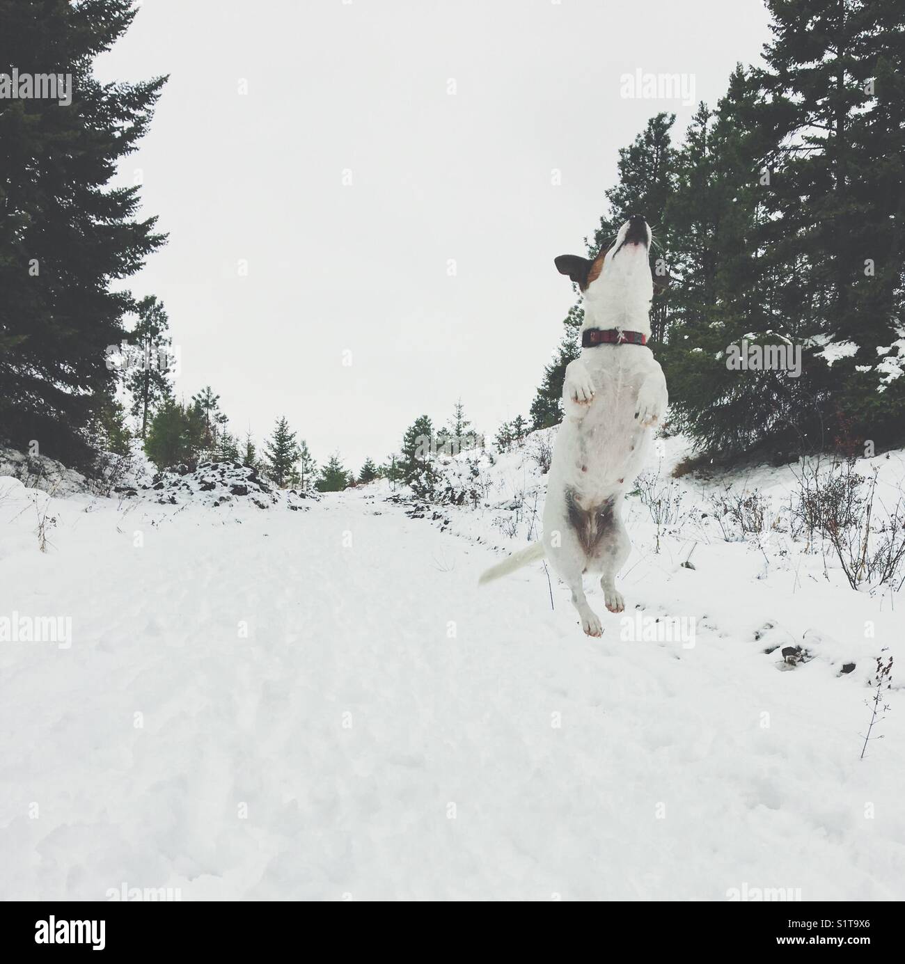 Jack Russell Terrier dog in mid air trying to catch snowball on a snowy