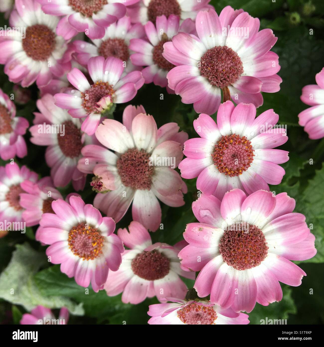 Pink Cineraria flowers in garden bed Stock Photo