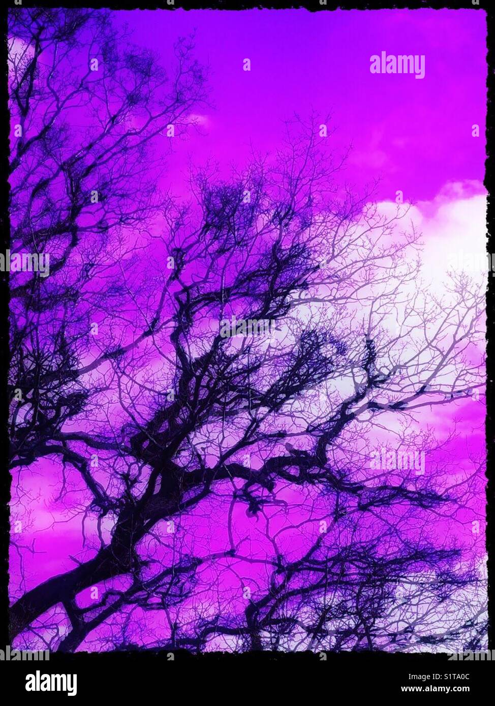 Creepy purple Trees at twilight.  Mystic colours - Smartphone Captured Stock Image