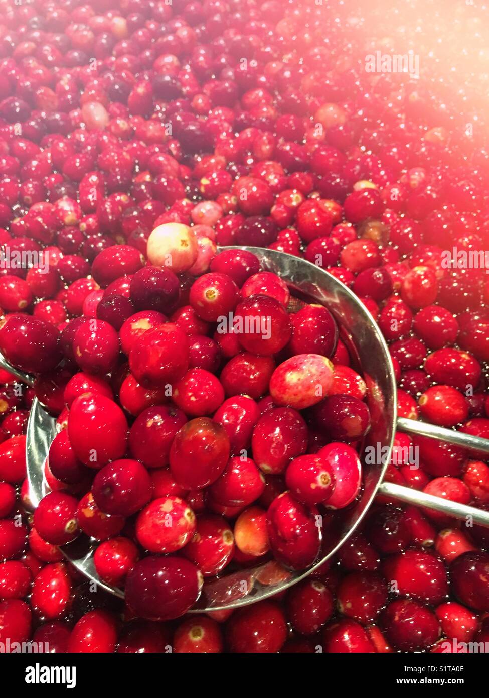 Cranberries in water - Smartphone Captured Stock Image