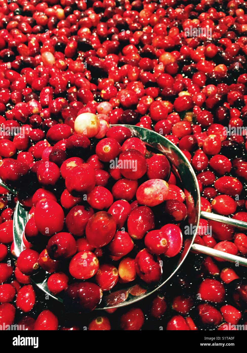 Cranberries in water - Smartphone Captured Stock Image