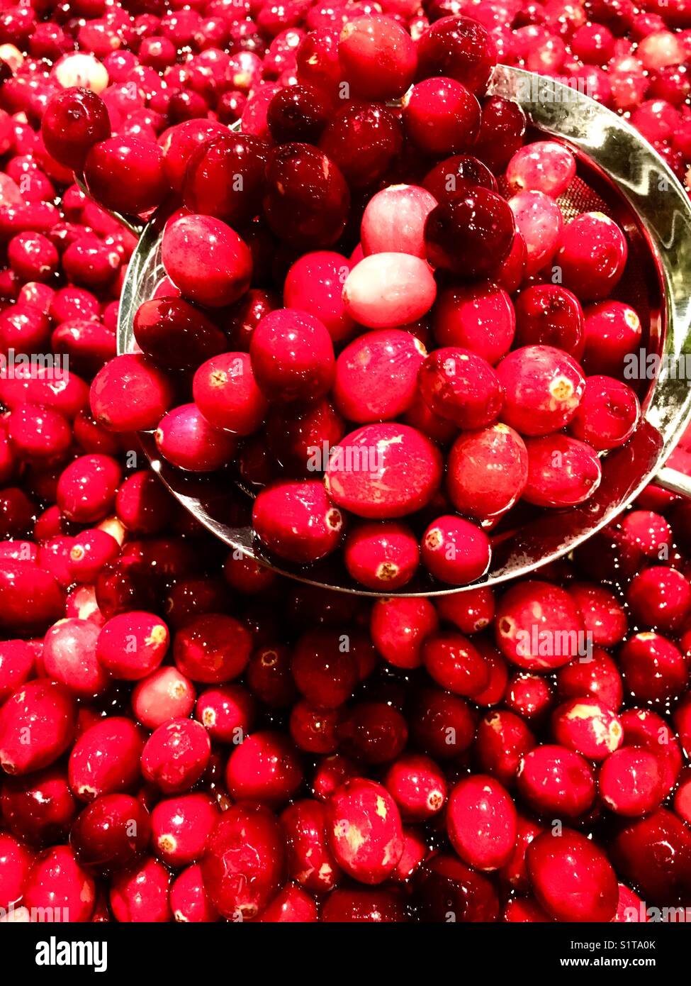 Cranberries in water - Smartphone Captured Stock Image