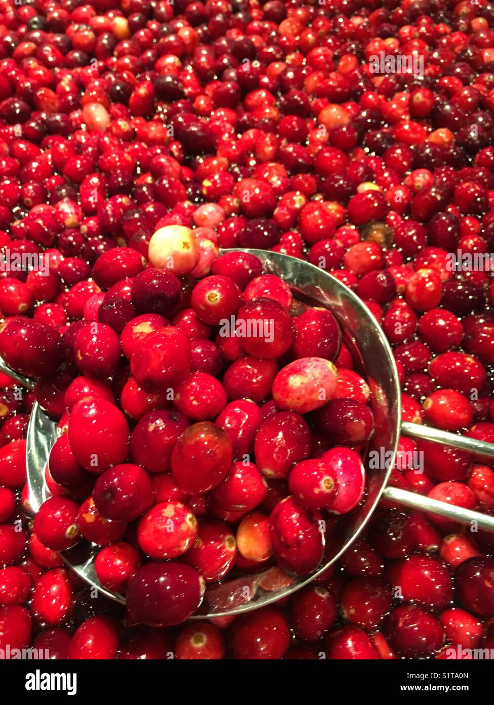 Cranberries in water - Smartphone Captured Stock Image