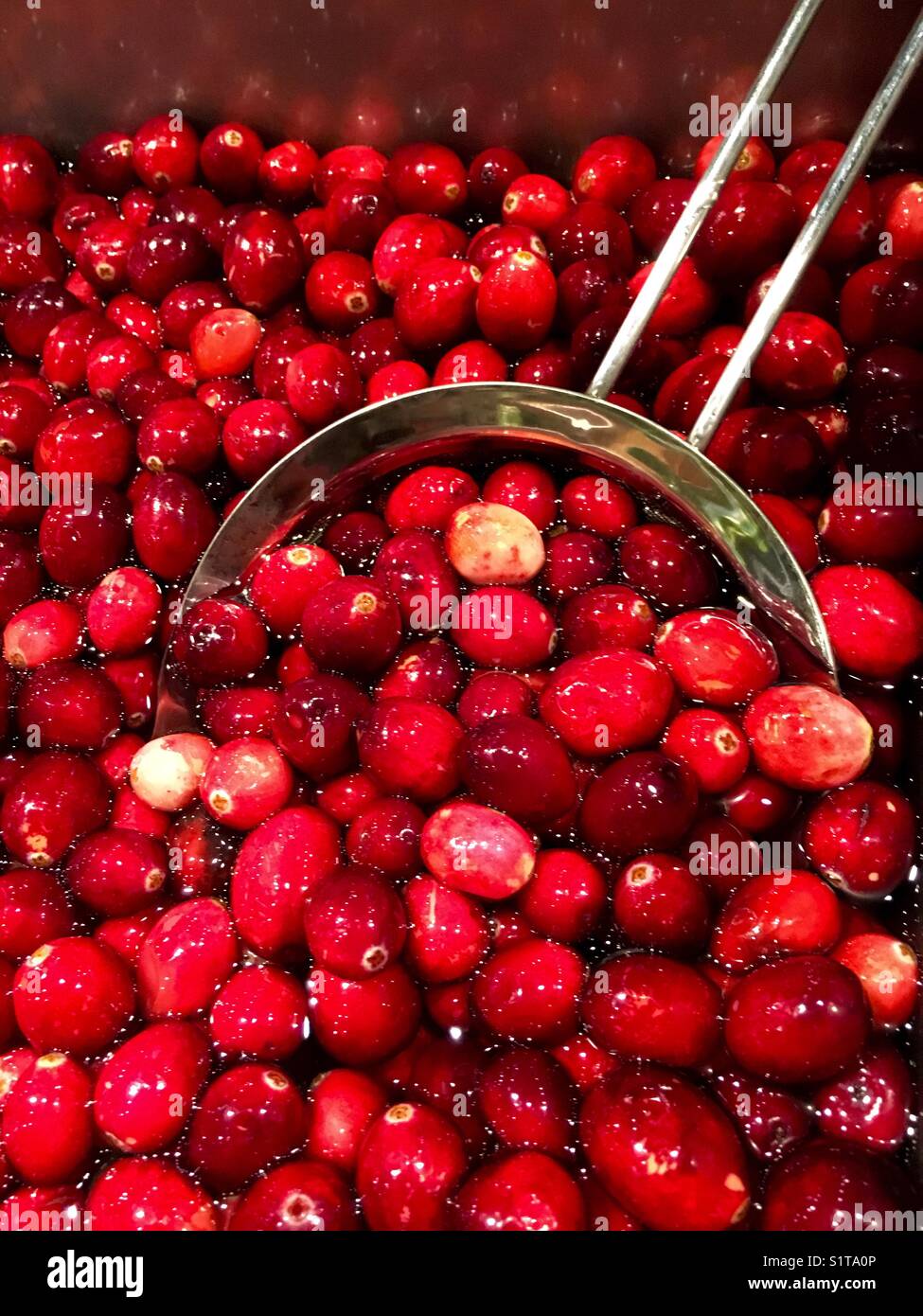 Cranberries in water - Smartphone Captured Stock Image