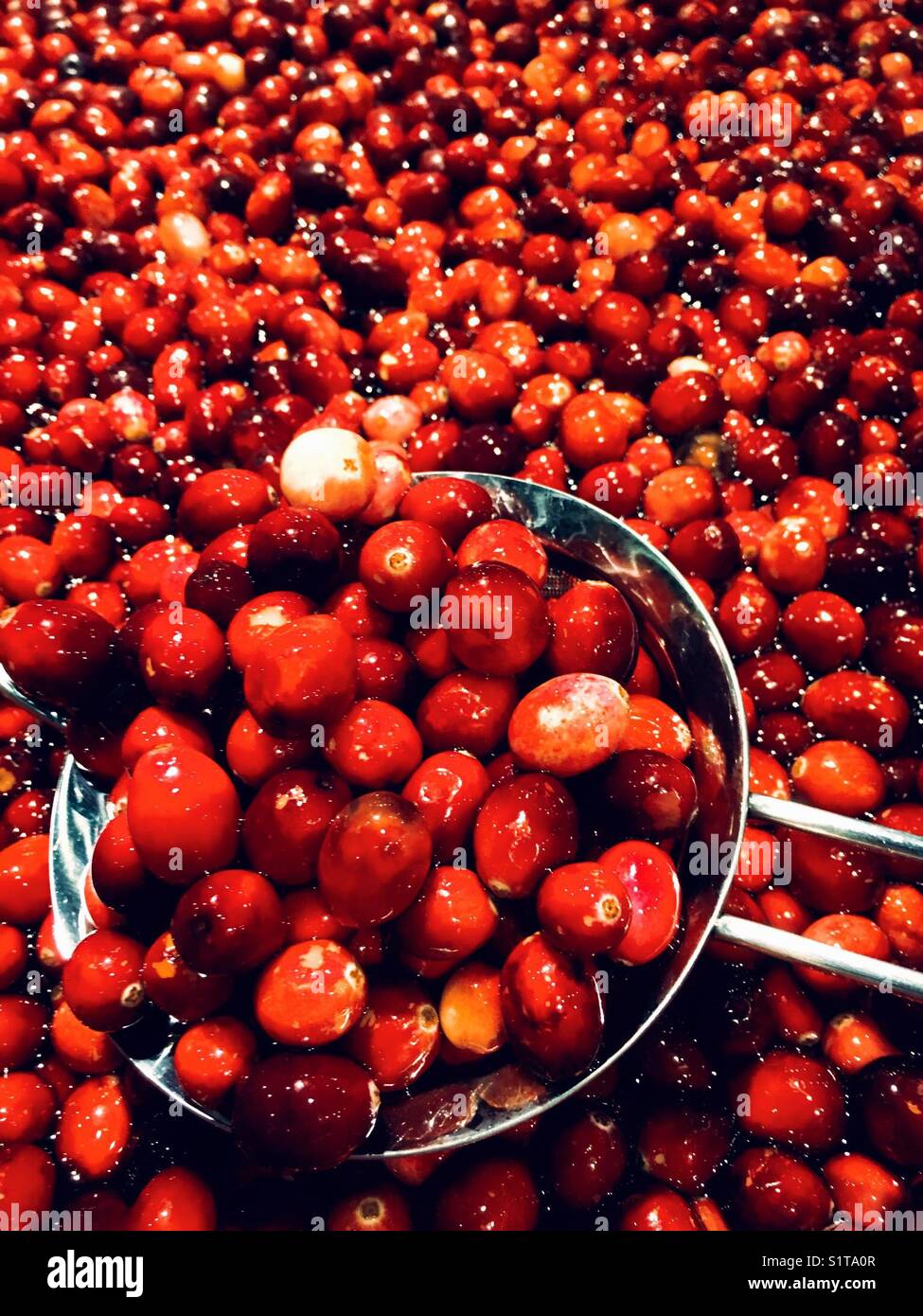 Cranberries in water - Smartphone Captured Stock Image