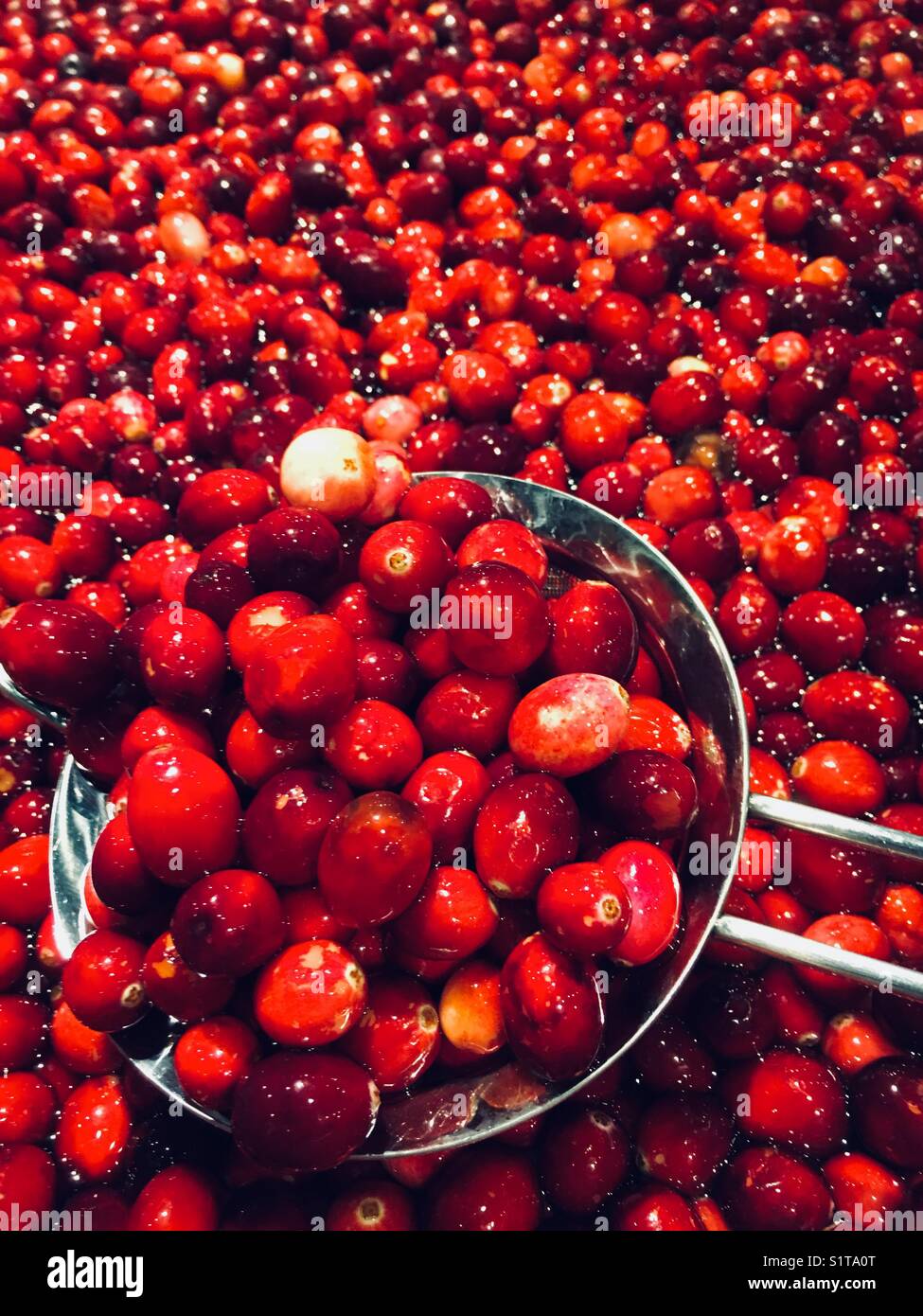 Cranberries in water - Smartphone Captured Stock Image
