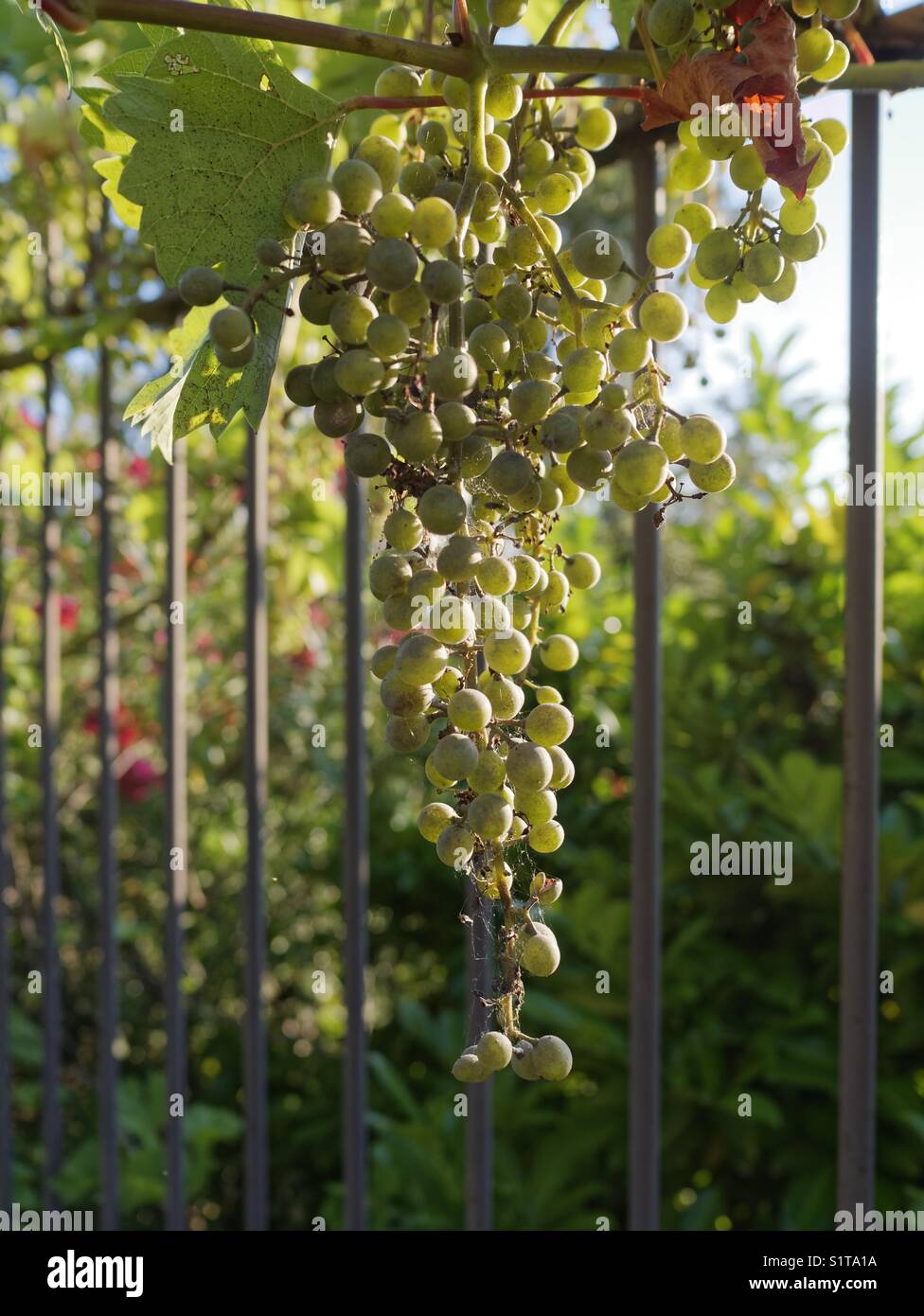 Picking grapes france hires stock photography and images Alamy