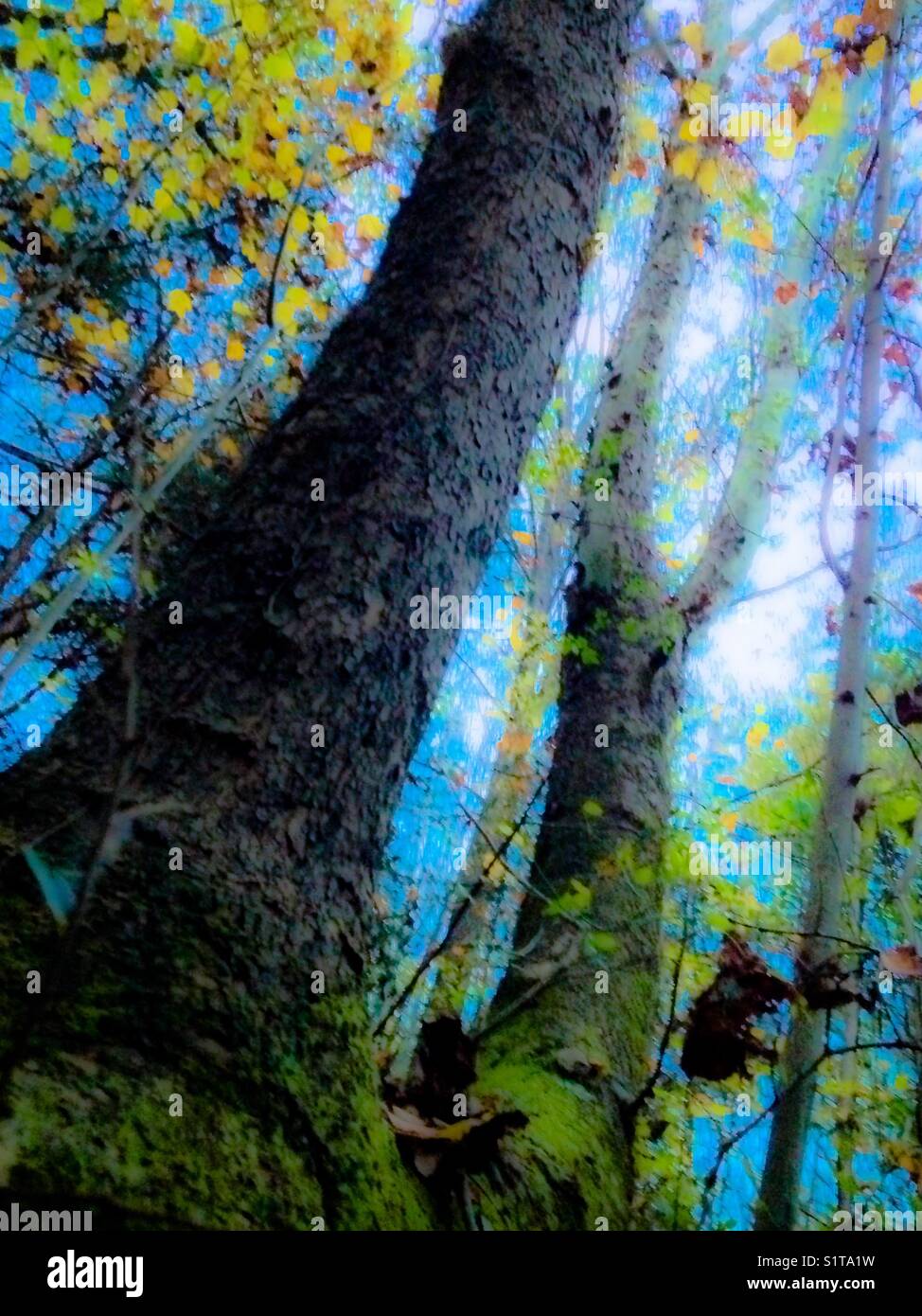 Double trunk tree - Smartphone Captured Stock Image