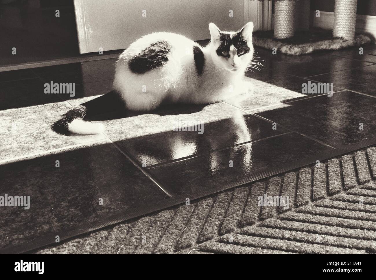 Black and white image of cat laying in a window sunbeam with reflection on tile floor Stock Photo