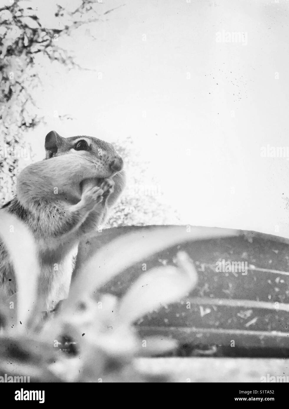 Monochrome closeup image of chipmunk eating a peanut with the perspective from the ground - Smartphone Captured Stock Image