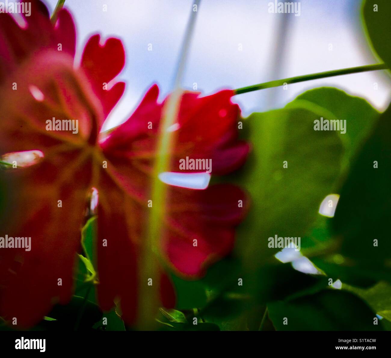 Red leaf, blue sky - Smartphone Captured Stock Image