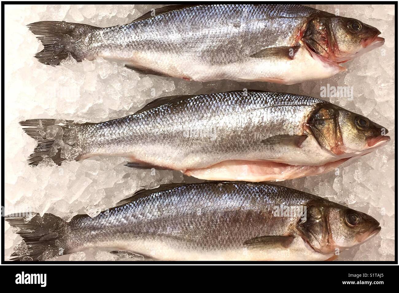 Fresh fish on a bed of ice - Smartphone Captured Stock Image