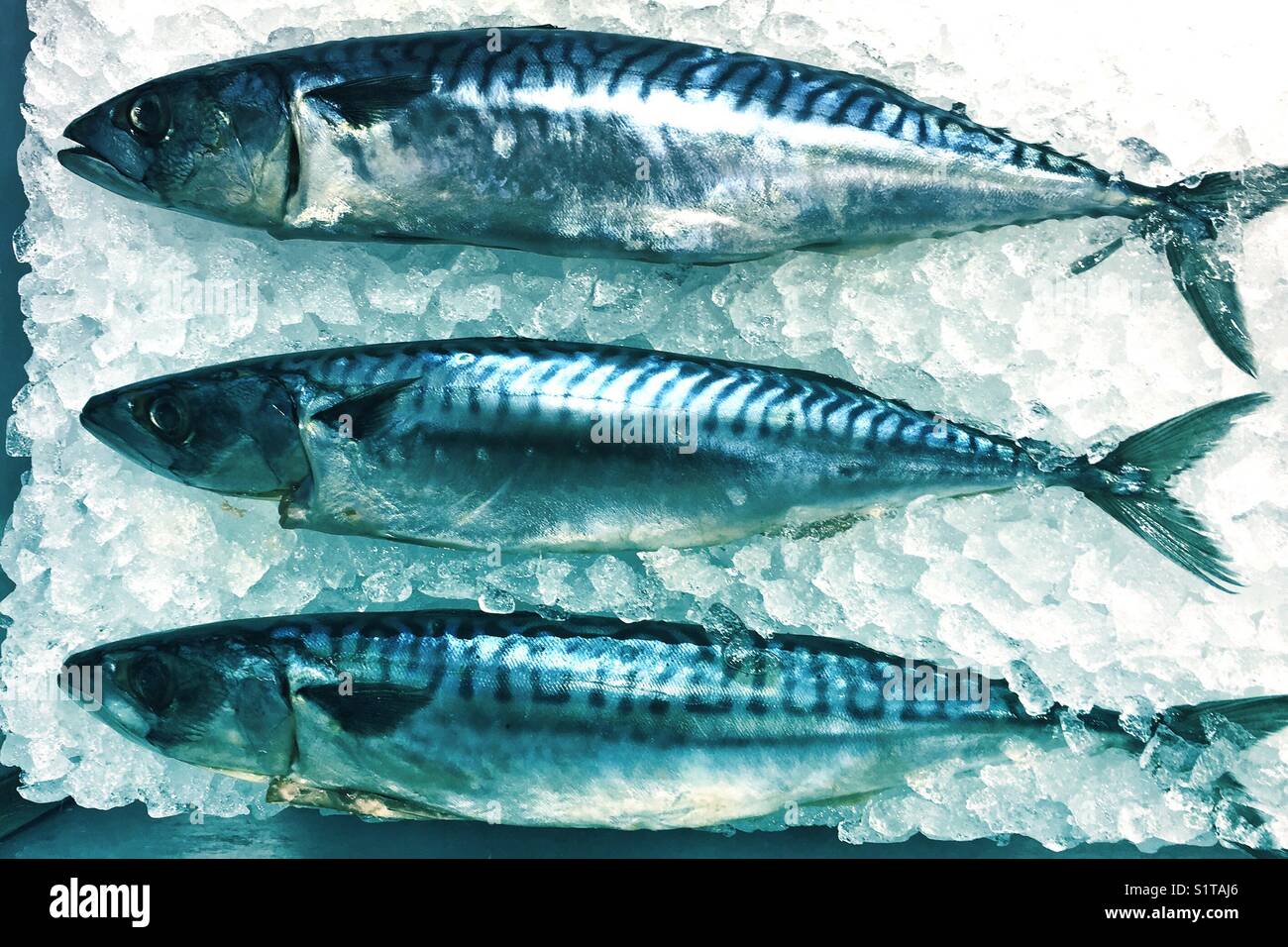 Fresh fish on crushed ice - Smartphone Captured Stock Image