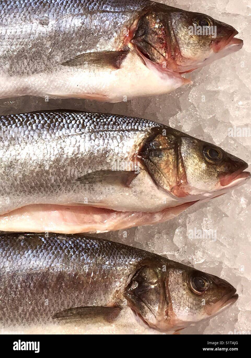 Fresh fish on ice - Smartphone Captured Stock Image